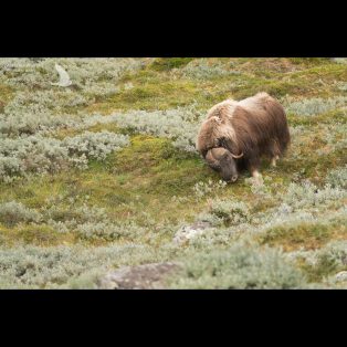 Male muskox scraping the ground with his horns