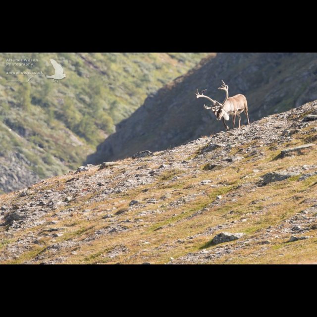 Big buck Reindeer walking in the hills