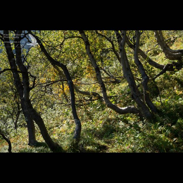 Birch woodland