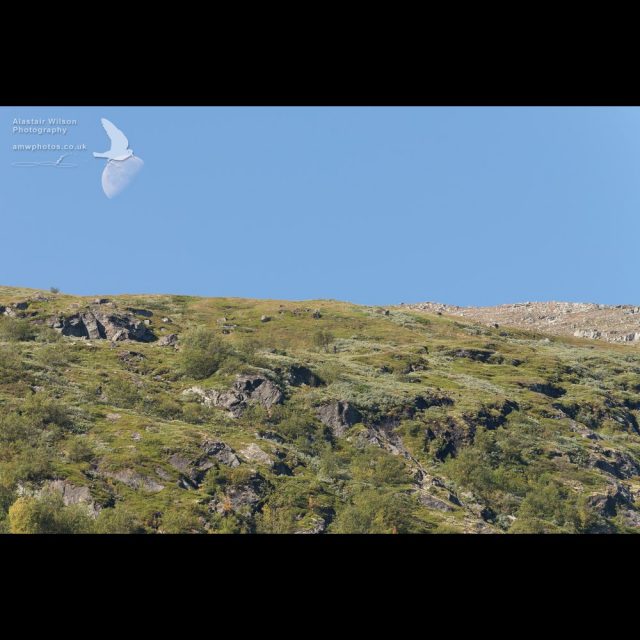 Moon over the hill