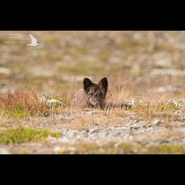 Arctic fox watching in the grass