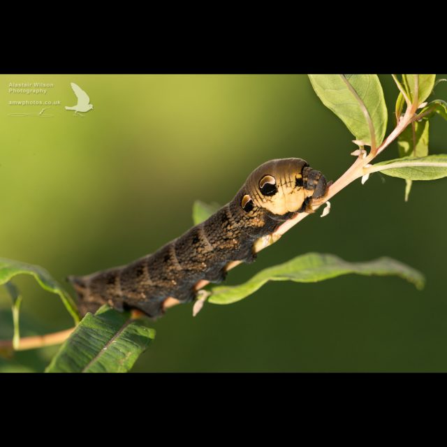 Elephant hawkmoth caterpillar