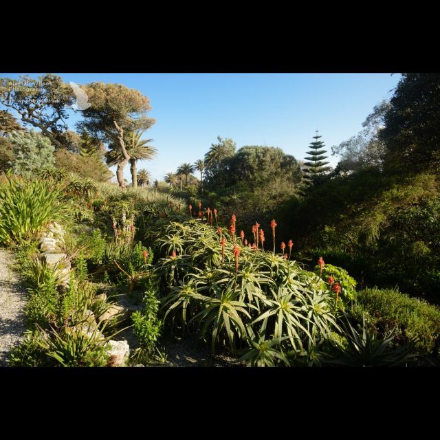 Beautiful gardens at Tresco Abbey