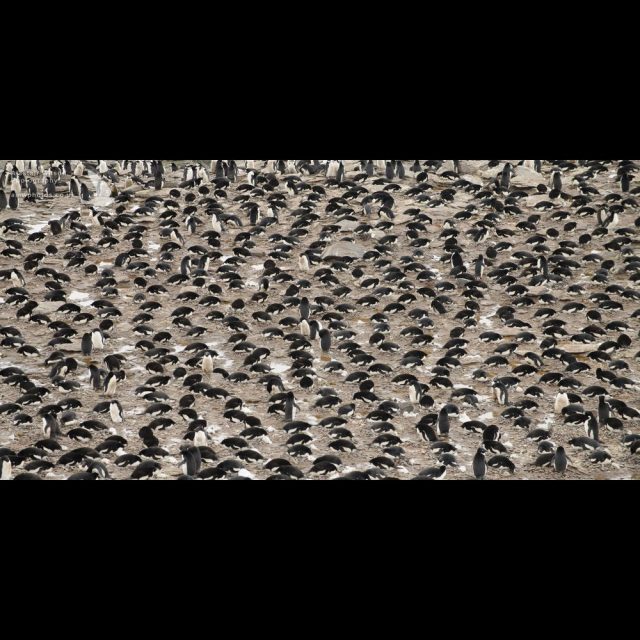 Adelie Penguins breeding at Signy in the South Orkney Islands, Antarctica.