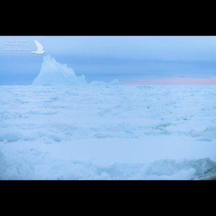 An ice berg reminiscent of a Stegosaurus amongst the pieces of sea ice in the South Orkney Islands, Antarctica