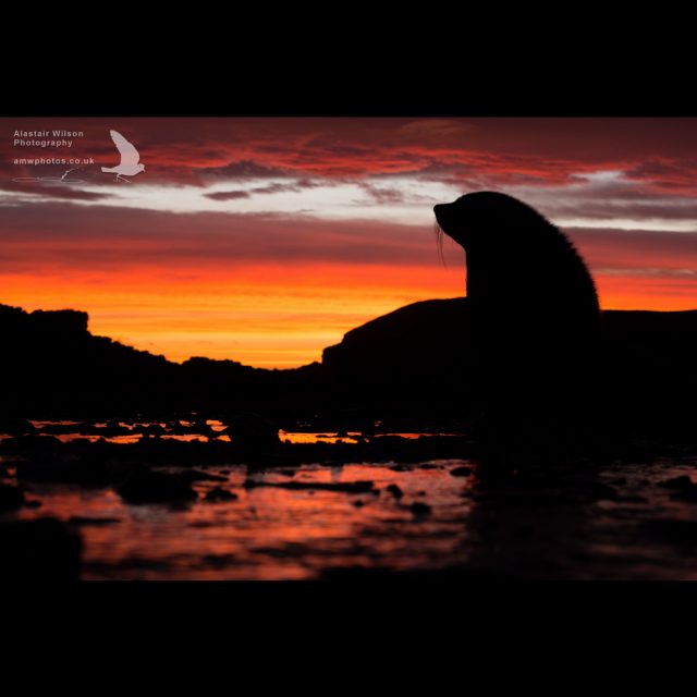 Antarctic Fur Seal silhouetted against the orange sunset sky