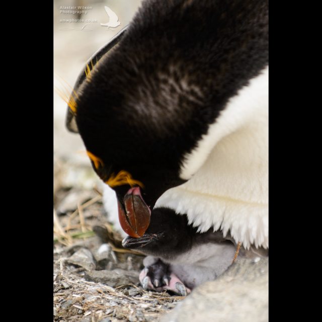 Macaroni Penguin and its chick