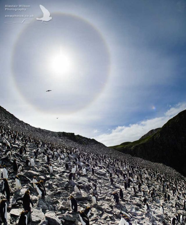 Sun halo over penguin colony