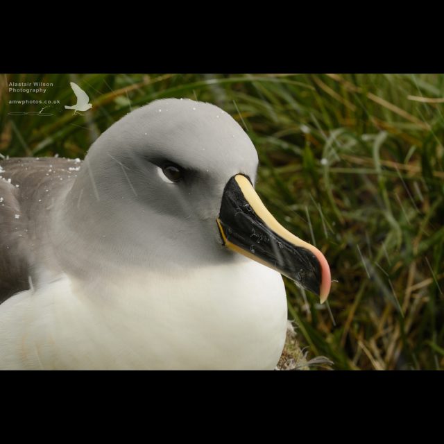 Grey Headed Albatross in snow