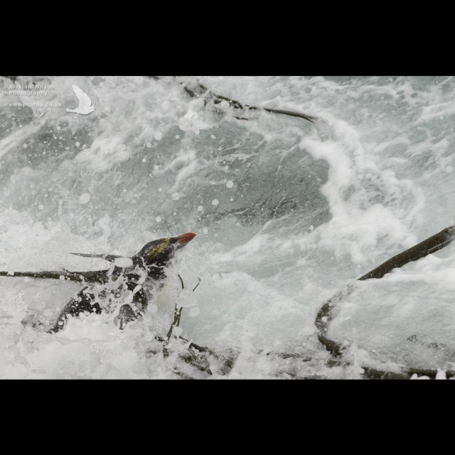 Macaroni penguin in surf