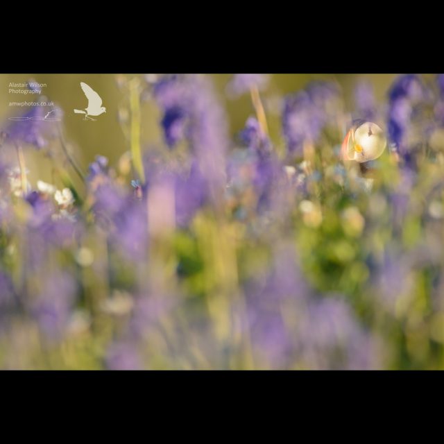 A puffin peeping through the bluebells