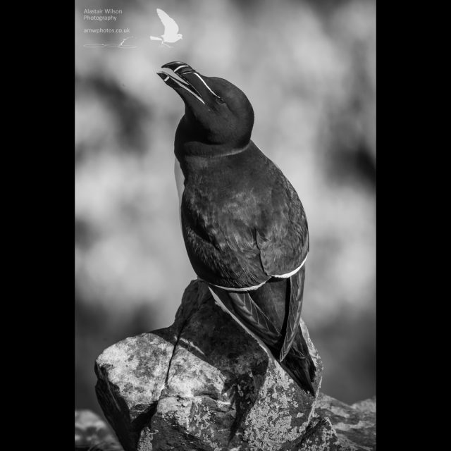 Razorbill